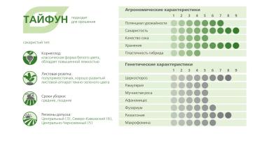 ТАЙФУН