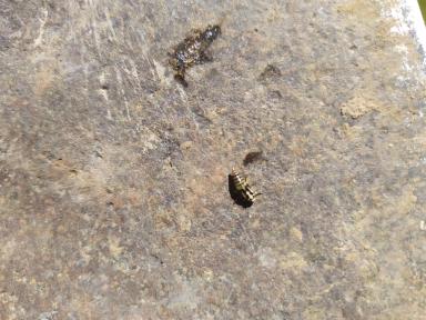 Вредитель Эспарцета