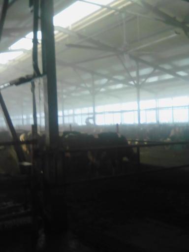 Мегаферма в агрохолдинге