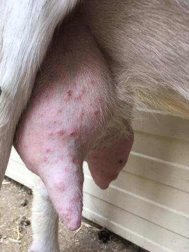 Что с выменем? 