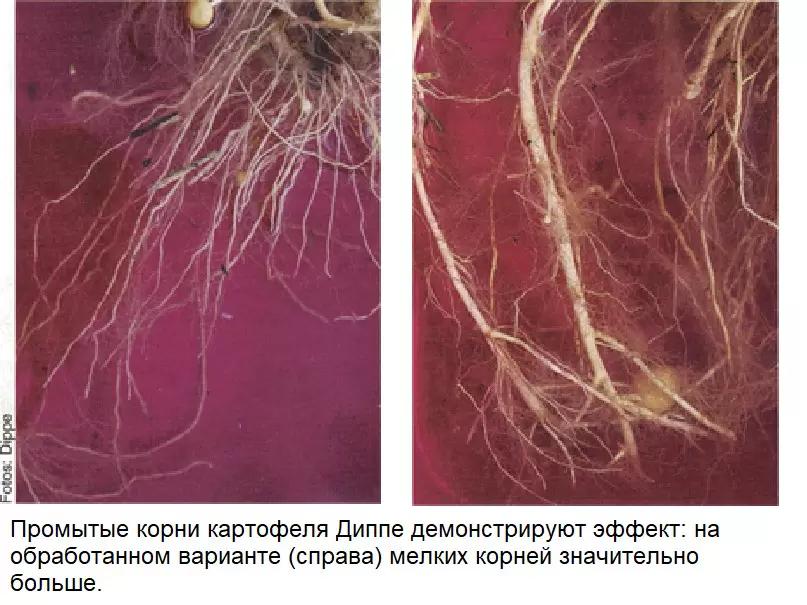 Биостимуляторы растений часть 12: Опыт применения на 14 культурах.