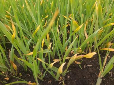 Вопросы из чатов: что с ячменем?