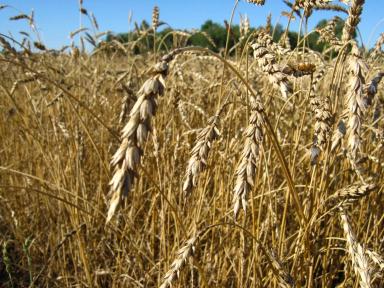 Экономическая эффективность различных технологий выращивания яровой пшеницы