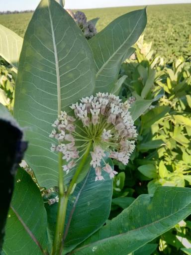 Ваточник сирийский