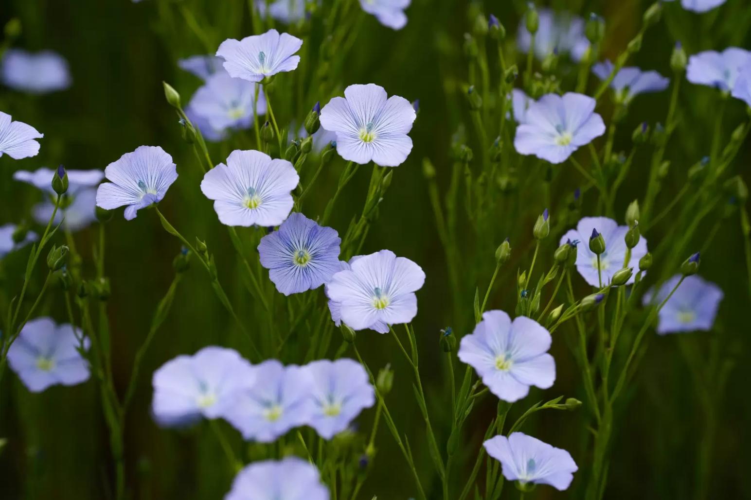 В Краснодаре начался посев зимующего сорта масличного льна Снегурок