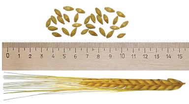 Эксплоер (EXPLORER)