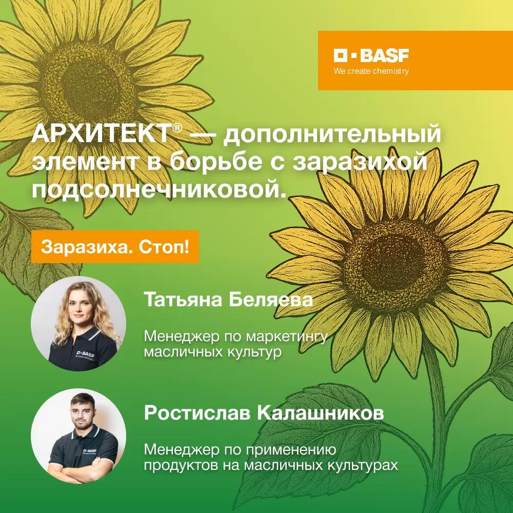 Дополнительный элемент в борьбе с заразихой подсолнечниковой