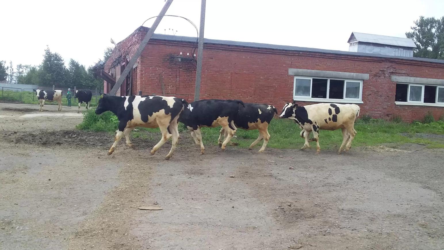 Новости с фермы.
