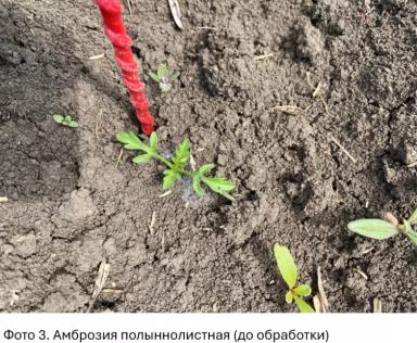 Долгосрочные инвестиции в чистоту полей по технологии КОНВИЗО® СМАРТ