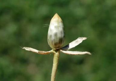 Куколь посевной, обыкновенный