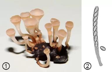 Склеротиниоз (белая гниль) подсолнечника