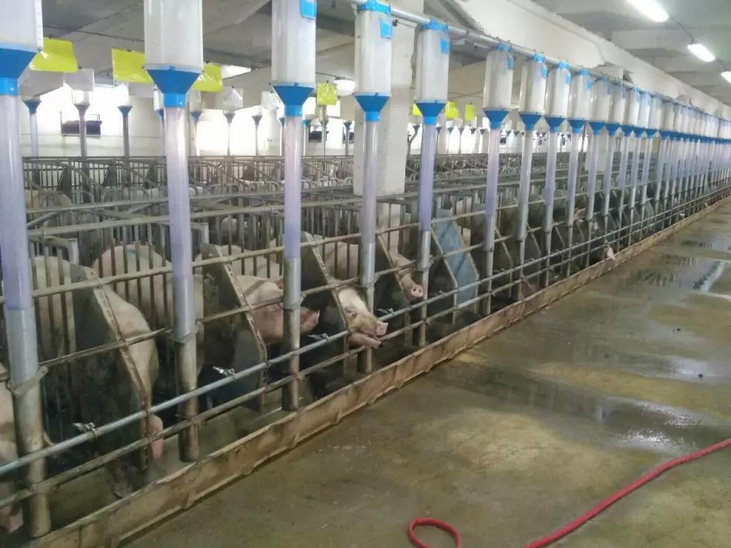 Вопросы из чатов: какие препараты успокоят хряков перед кастрацией?