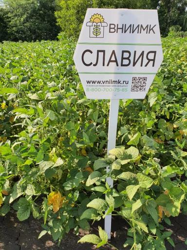 Славия сорт сои