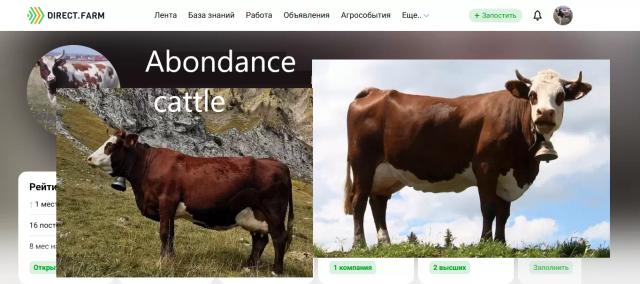 французская КРС - Abondance cattle