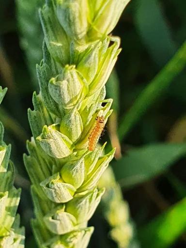 Вопросы из чатов: что за вредитель?