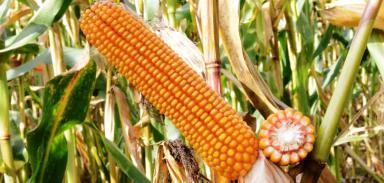 ЕС Бомбастик  - гибрид кукурузы ( Zea mays L.).