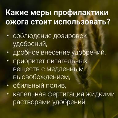 🔥 Топ-ошибок при внесении удобрений: как не навредить урожаю