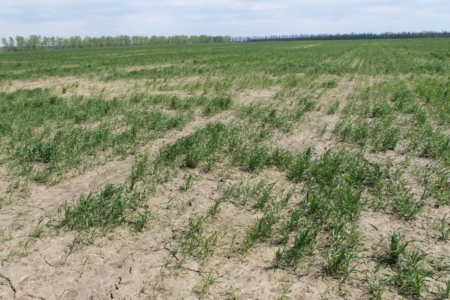 Как тяжелые металлы  ухудшают здоровье почвы  и растений. Минеральное питание