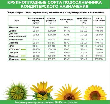 Караван ® - сорт подсолнечника (Helianthus annuus L.).