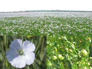Флиз сорт льна масличного