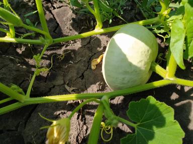 Органическая 🎃