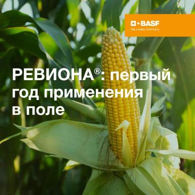 Первые результаты применения фунгицида РЕВИОНА®