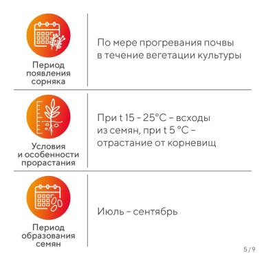 «Вредный объект? У «Августа» ответ!» – осот розовый в посевах зерновых
