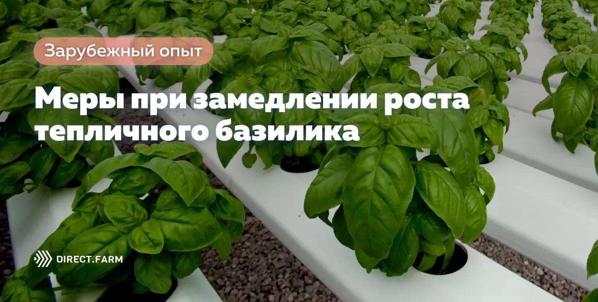 Меры при низких темпах роста тепличного базилика