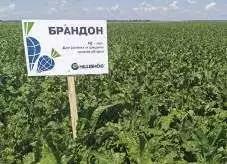 Брандон - гибрид свеклы сахарной (Beta vulgaris L. ssp. vulgaris var. saccharifera Alef.).