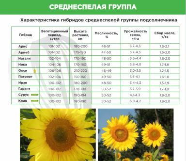 Гарант
