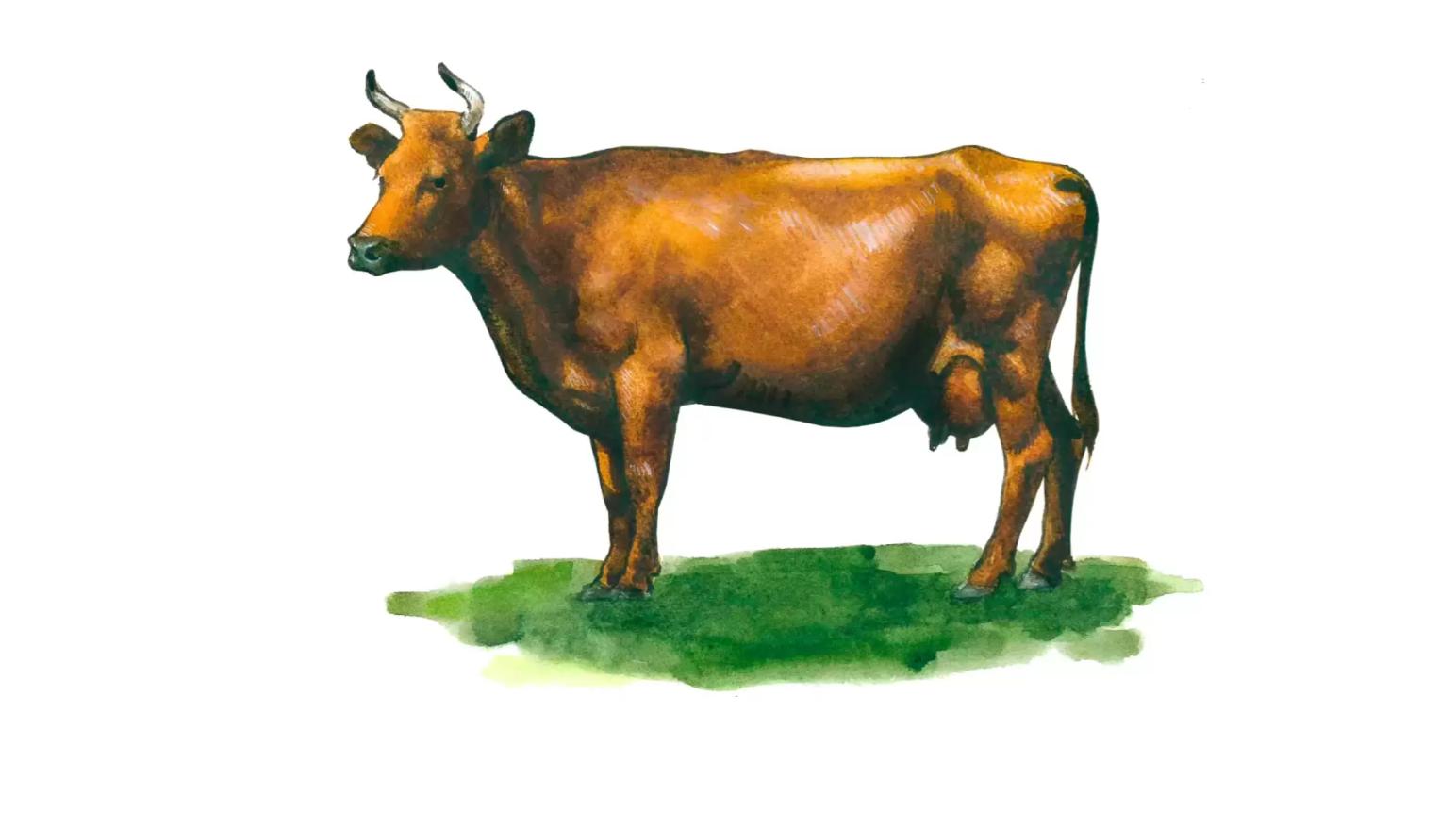 Красная эстонская