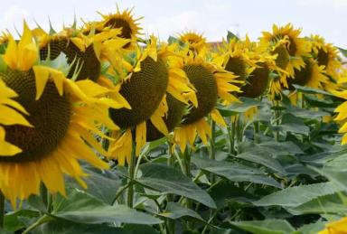 ЕС Белфис (ES BELFIS)