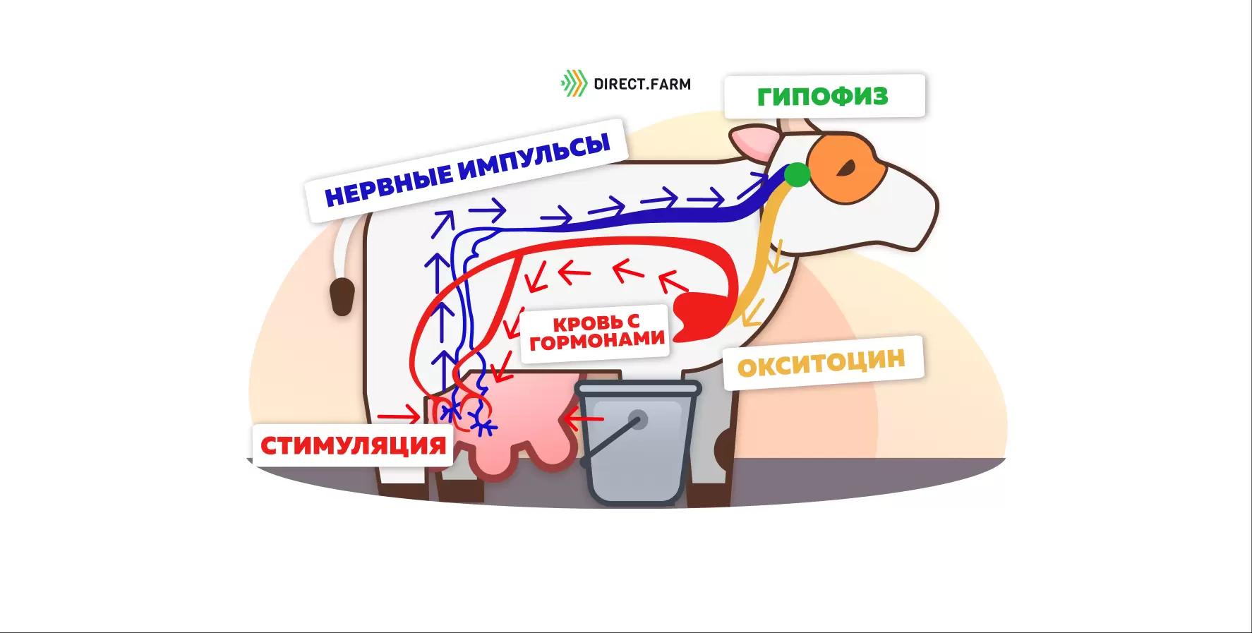 Стимуляция молокоотдачи