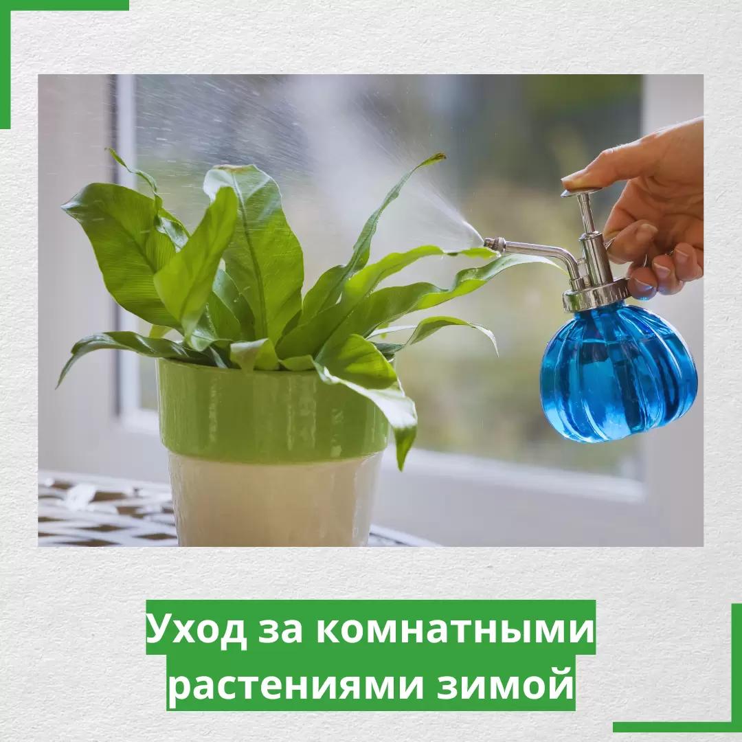 Уход за комнатными растениями зимой