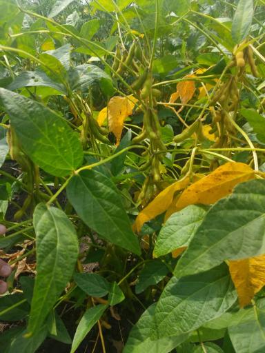 НОВЫЕ СОРТА СОИ