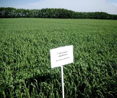 Ещё немного про No-till.