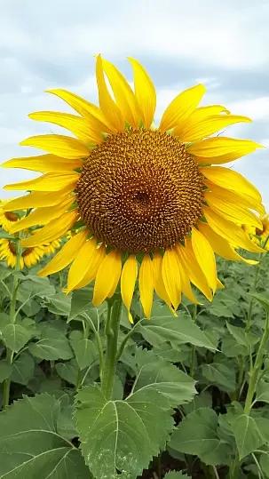 ЛГ 50479 СХ подсолнечник Лимагрейн