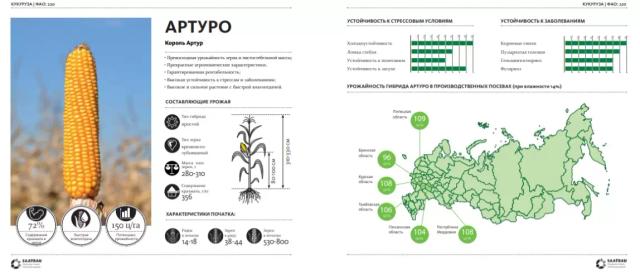 Артуро - гибрид кукурузы зерновой (Zea mays L.).