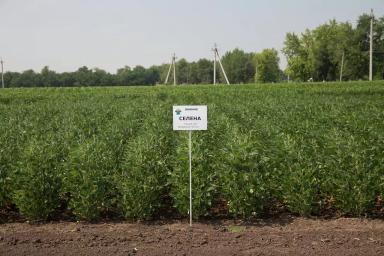 Сорта сои ФНЦ ВНИИМК им.В.С.Пустовойта