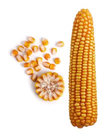 Золотой початок 180