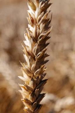 Яровая пшеница Одета