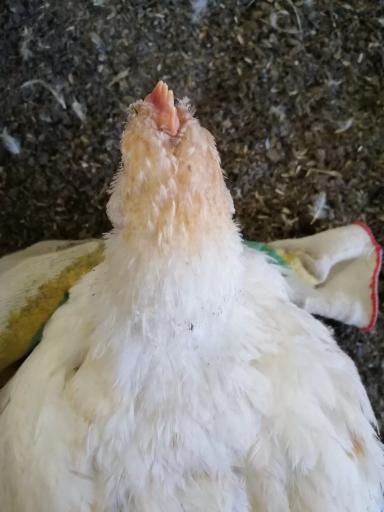 Птицеводство. Покраснение перьев