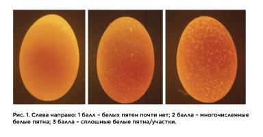 Оценка качества скорлупы на птицеферме: переход качества яиц в количество цыплят