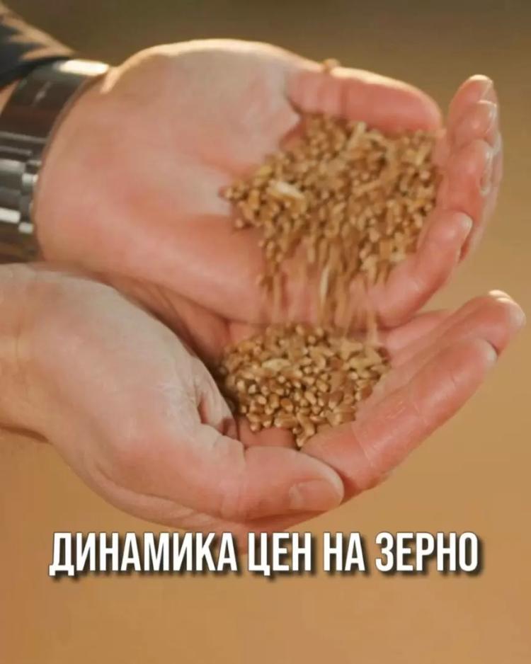 ДИНАМИКА ЦЕН НА ЗЕРНО