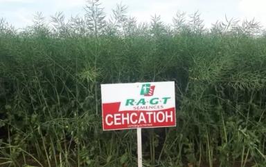 Сенсейшн (SENSATION)