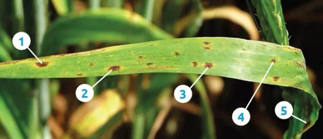 Как определить симптомы пятнистости листьев рамулярии у ячменя?
