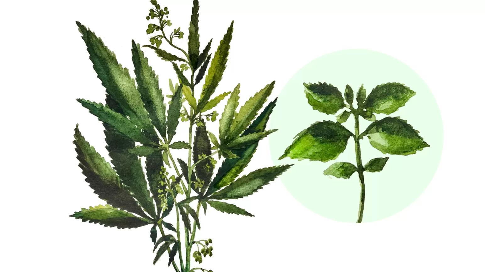 Конопля сорная (дикая, сорнополевая)