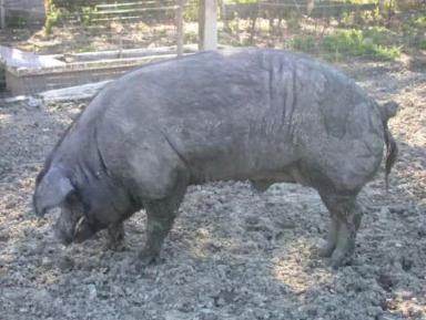 Нера пармезан (Неро ди Парма) – порода свиней