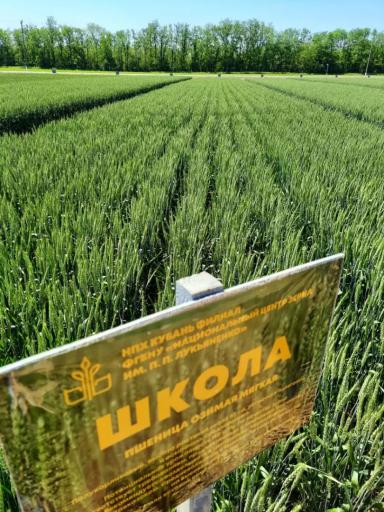 Школа сорт мягкой озимой пшеницы