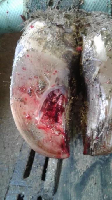 Травматический пододерматит